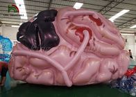 의학 쇼를 위한 주문을 받아서 만들어진 크기 팽창식 사건 천막 가장 뇌 모형