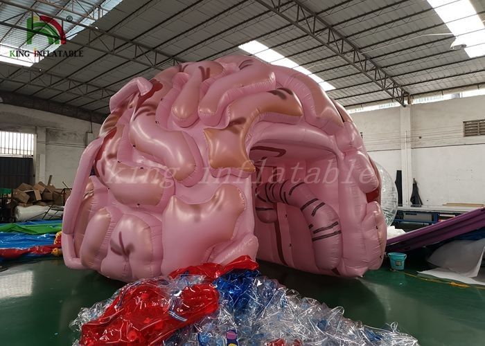 의학 쇼를 위한 주문을 받아서 만들어진 크기 팽창식 사건 천막 가장 뇌 모형